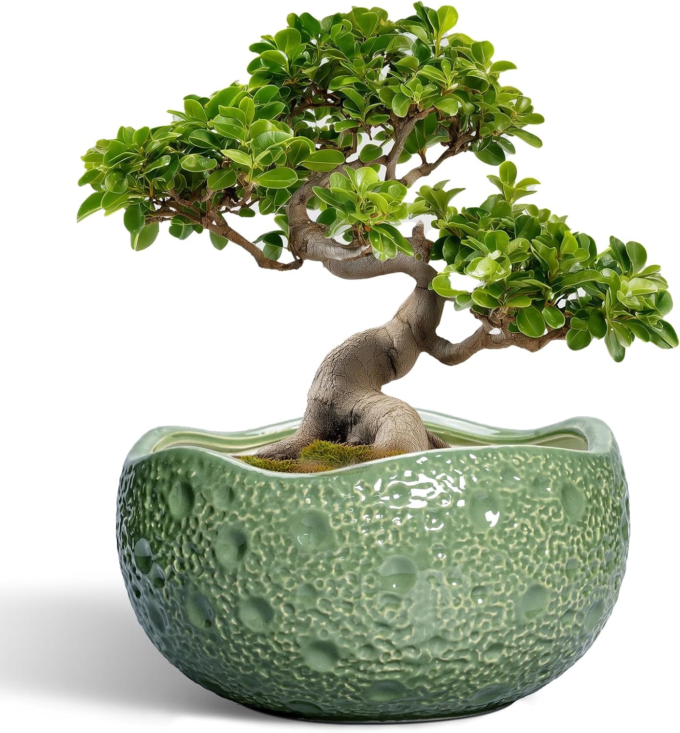 Ceramic Pots for Plants - 13 Inch Large Bonsai Planters