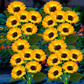 4 Pack Solar Sunflower Lights for Garden, Perfect Gift for Mom