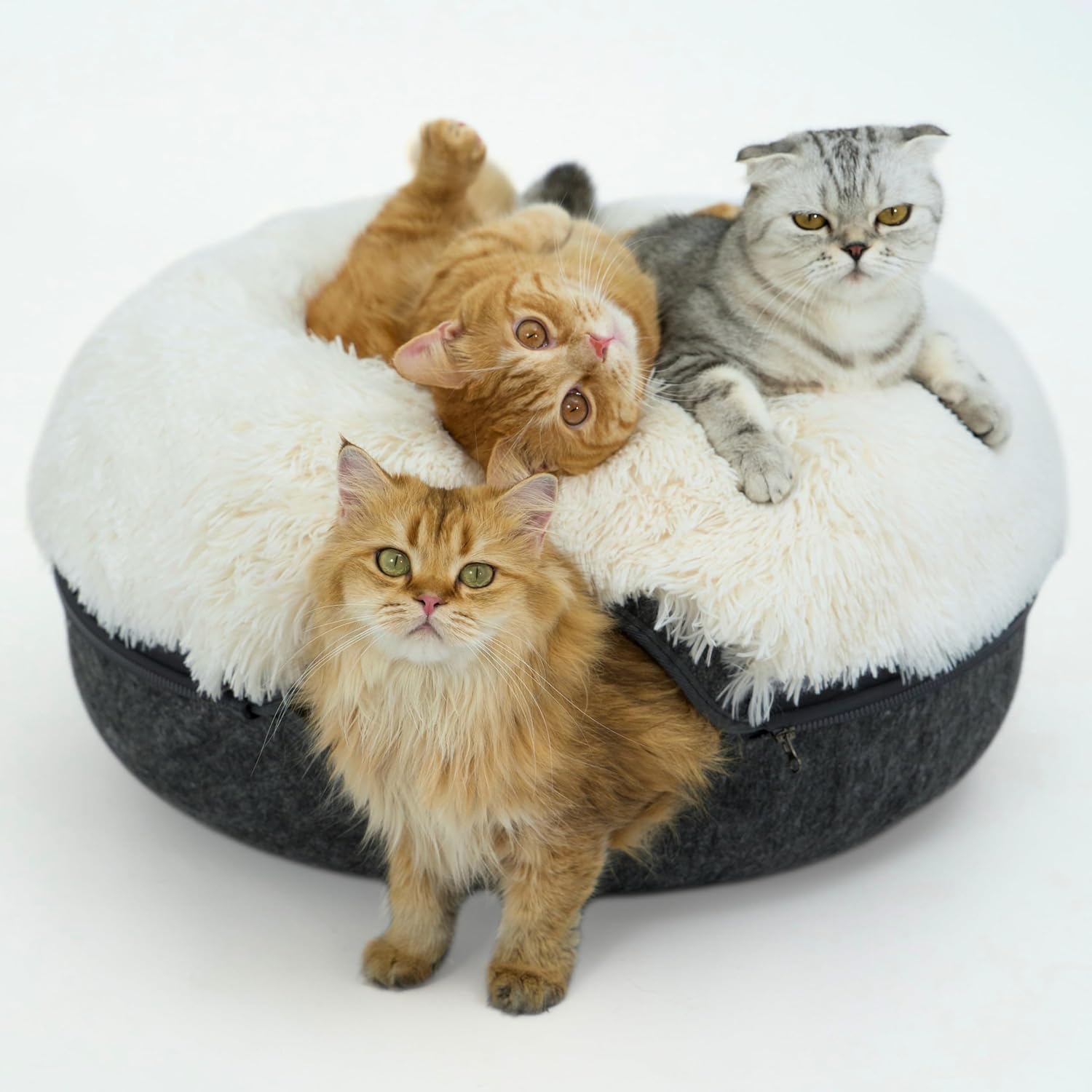 CATTASAURUS Peekaboo Cat Cave for Large Cats & Cozy Beds
