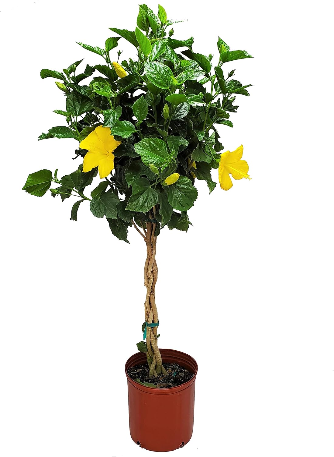 Braided Hibiscus Live Tree - Tropical Plants of Florida