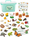 Life Cycle Animal Kit - 32 Piece Montessori Science Toy for Kids