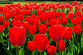 Best Red Tulip Bulbs for Planting - Bright Early Spring Blooms