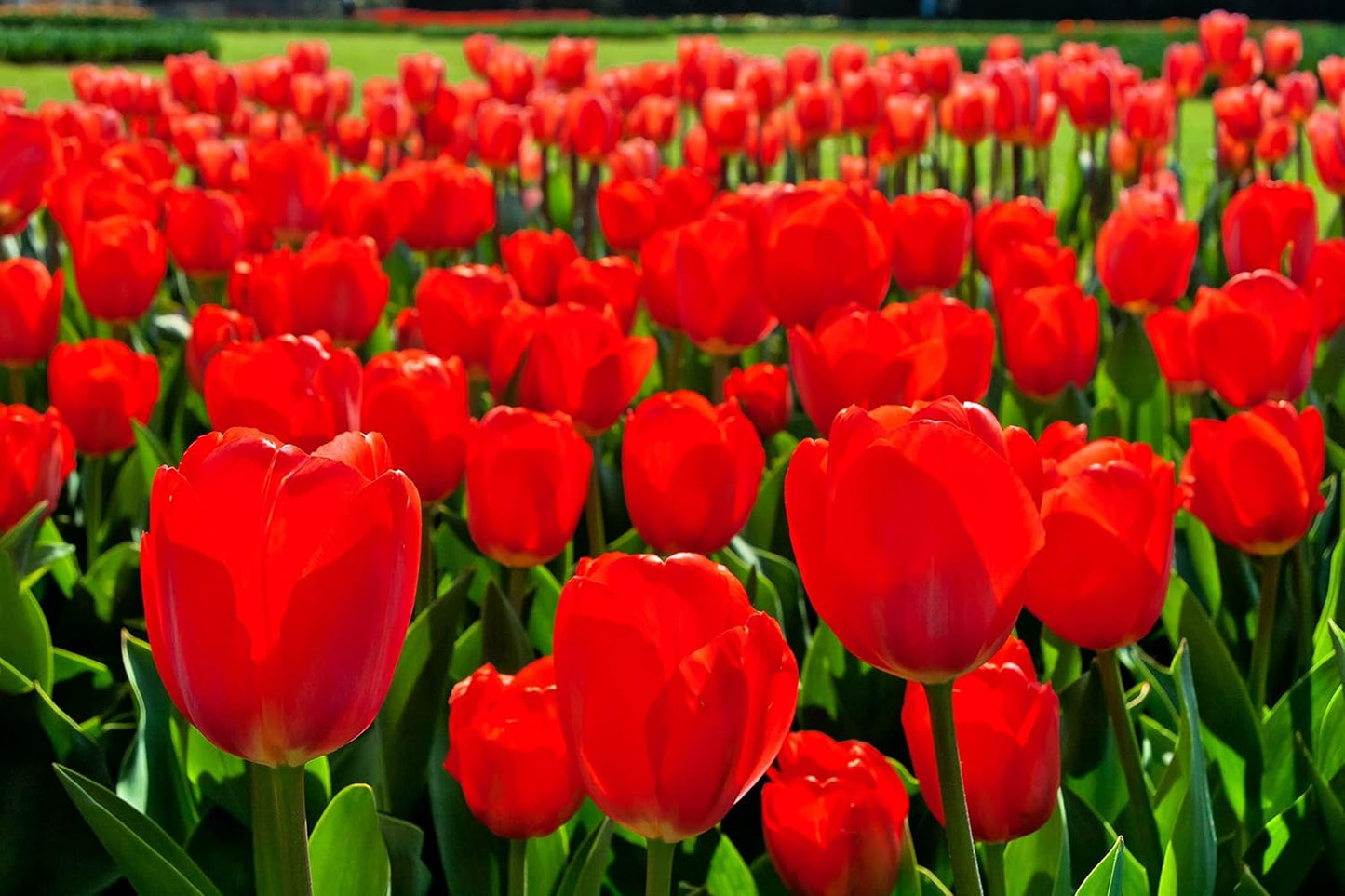 Best Red Tulip Bulbs for Planting - Vibrant Spring Flowers