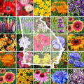 Eden Brothers Georgia Wildflower Mixed Seeds 1 lb - Attracts