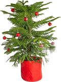 Costa Farms Live Norfolk Island Pine Christmas Tree - 3 ft Festive