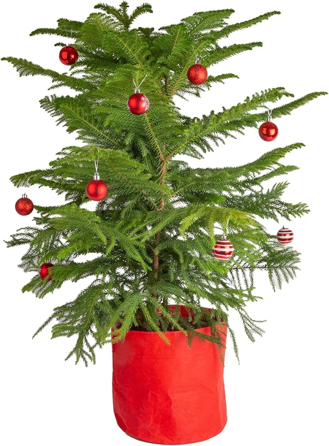 Live Christmas Tree Norfolk Island Pine for Holiday Decor