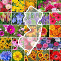 New Jersey Wildflower Mixed Seeds - Bulk 1 lb Pollinator Mix