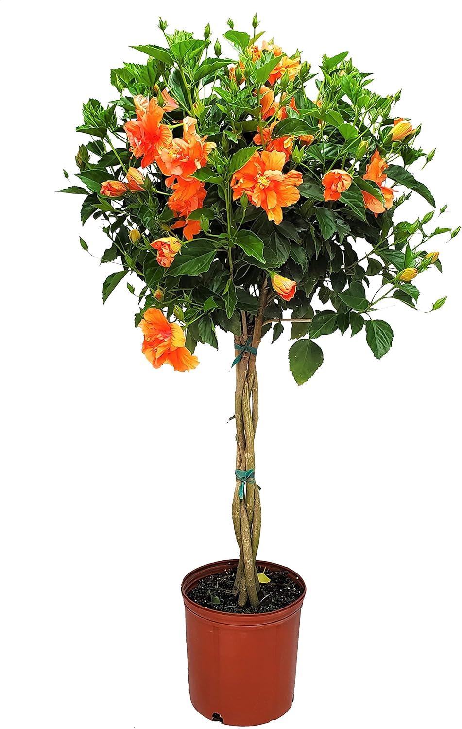 Braided Live Hibiscus Tree - Double Peach Flower - 38 to 44 in