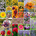 Southwest Wildflower Mixed Seeds for Planting - High Germination Mix
