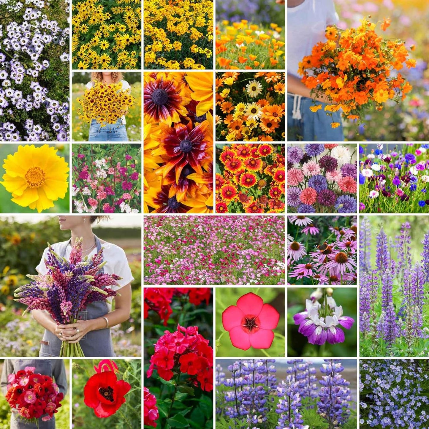 Eden Brothers Southwest Wildflower Mixed Seeds for Planting