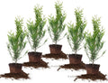 Thuja Green Giant 1 Gallon 5-Pack Privacy Evergreen - Fast Growing