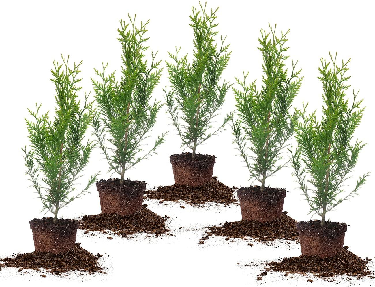 Thuja Green Giant 1 Gallon 5-Pack for Ultimate Privacy Needs
