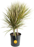 Dracaena Marginata Magenta Madagascar Dragon Tree - 3 to 4 ft