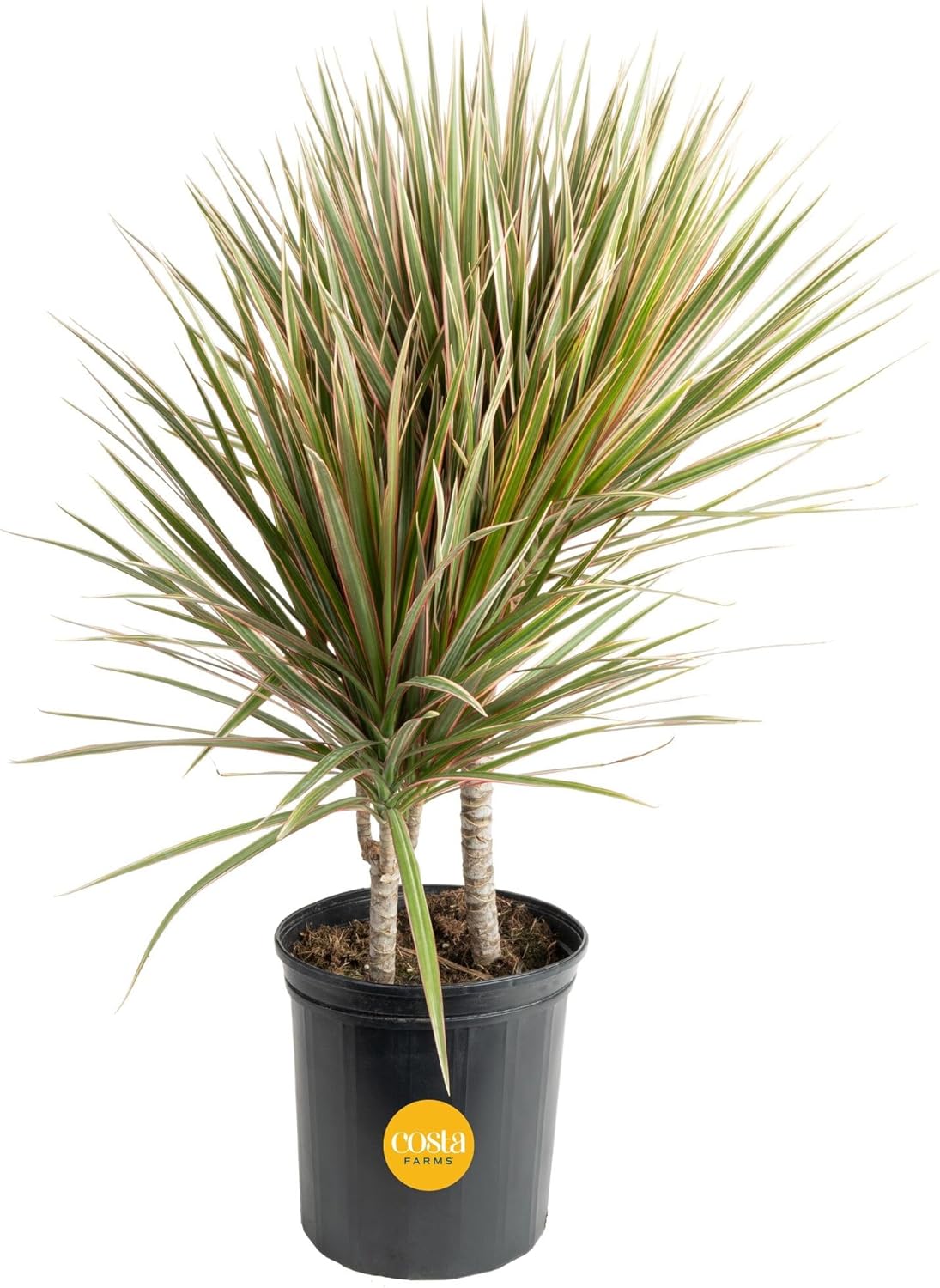 Dracaena Marginata Magenta Madagascar Dragon Tree Live Indoor Plant
