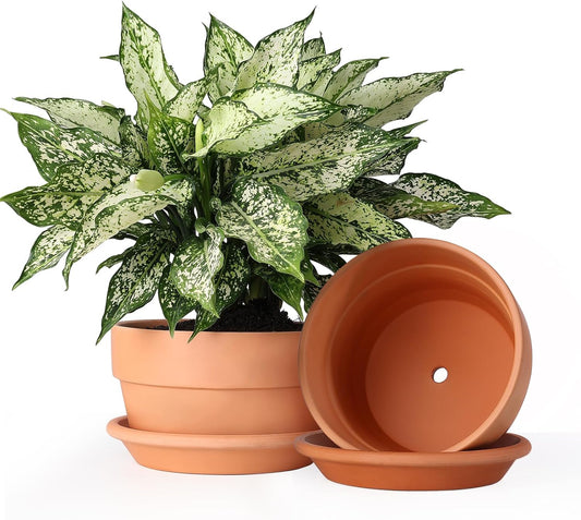 Terracotta Shallow Pots Set with Saucer for Indoor Plants