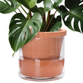 D'vine Dev 10 in Self Watering Terracotta Planter - Indoor Ease