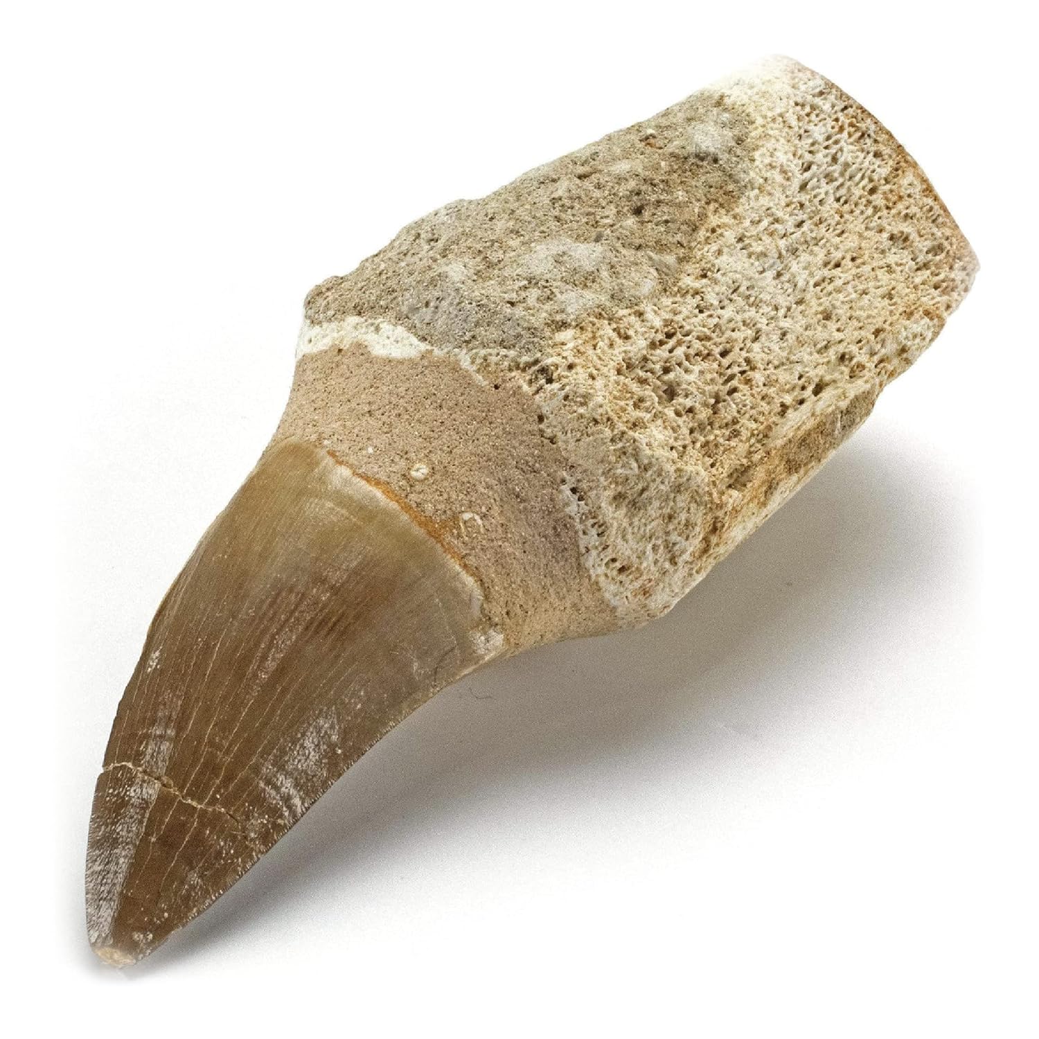 Authentic Fossilized Prehistoric Mosasaur Tooth for Collectors