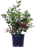 Ilex verticillata Winter Red Shrub - Bright Red Berries for Winter