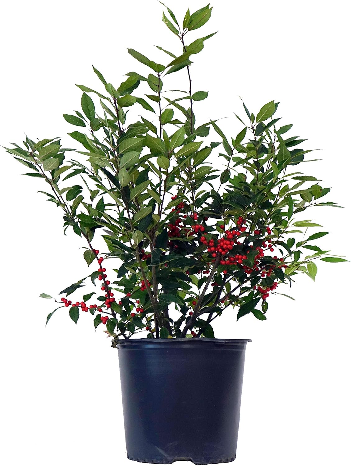 Ilex verticillata 'Winter Red' Shrub with Bright Red Berries