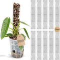 V2 Small GrowPole Stackable Plastic Moss Poles for Climbing Plants