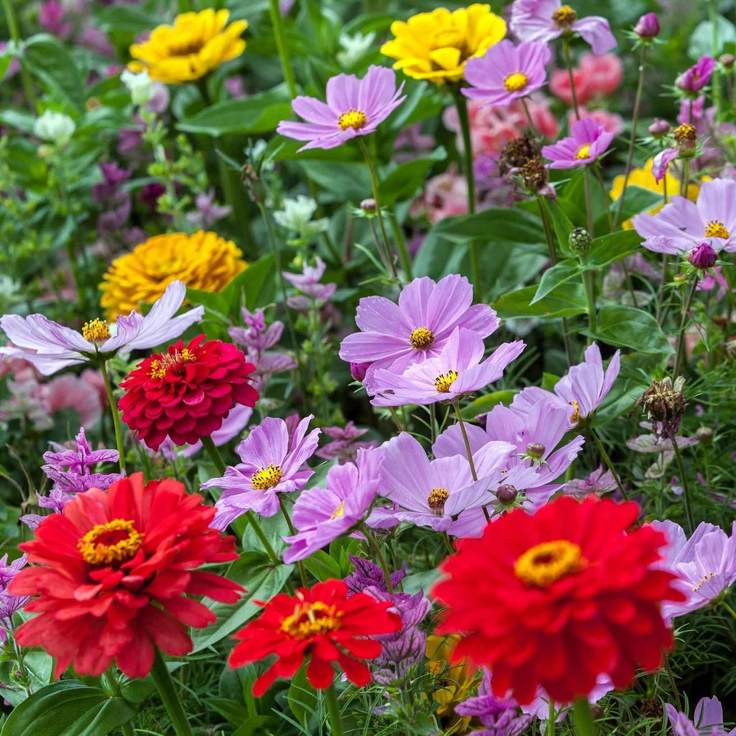 Eden Brothers Cosmic Zen Flower Mixed Seeds for Planting 5 lb