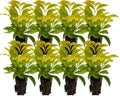 Gold Mound 2-4ft Duranta erecta Gold Mound - Compact Chartreuse Shrub