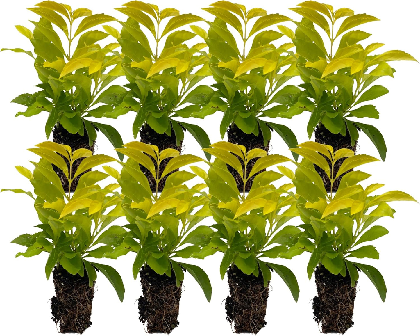 Gold Mound 2-4in Live Plant for Indoor Outdoor Use - 8ct