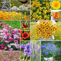 Wildflower Mixed Seeds for Planting 1 lb - Attracts Pollinators
