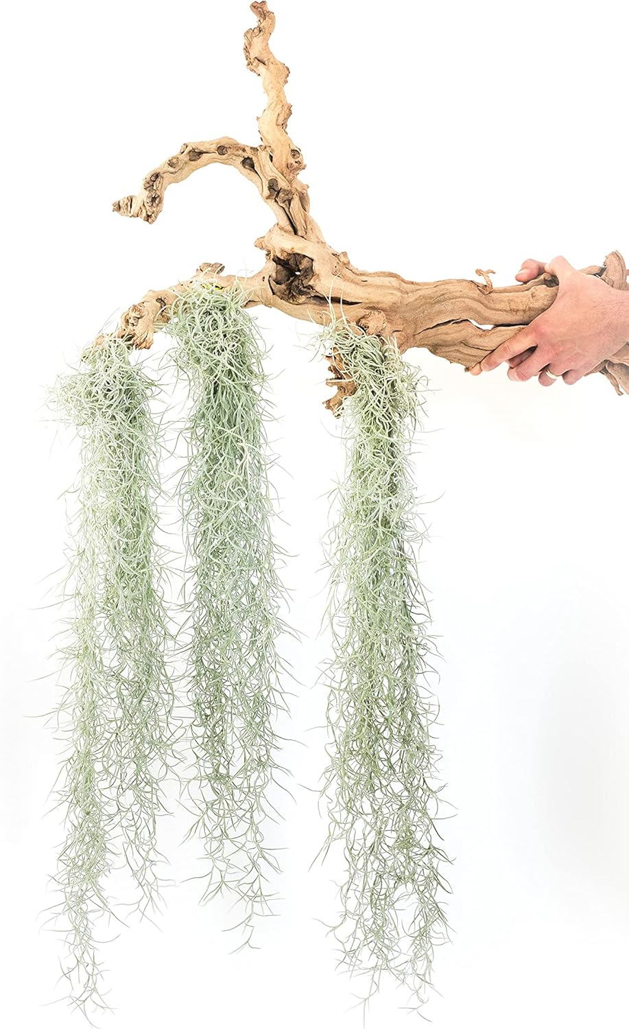 3 Pack Thick Colombian Spanish Moss Live Strands for Decor