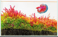 Ultraclear Rimless Aquarium Tank 9.3GAL - Low Iron, 45 Degree Corners