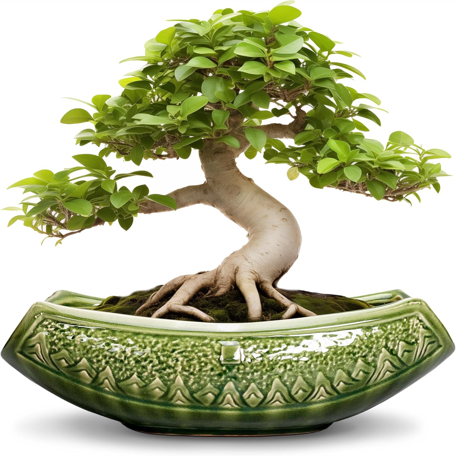 Bonsai Planter 18 Inch - Elegant Ceramic Succulent Pot with Drainage