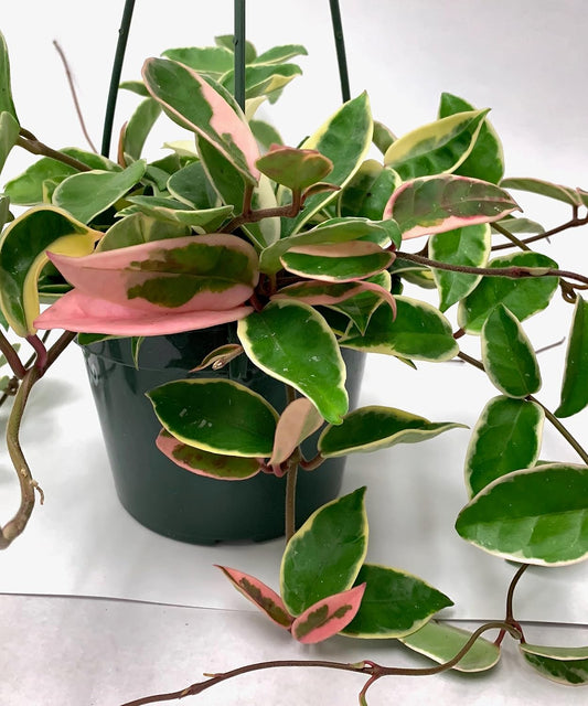 Tricolor Hoya Krimson Queen - Stunning Live Indoor Plant