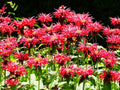 Bee Balm Jacob Cline Perennial Plants - 2 Pint Pots - Attract