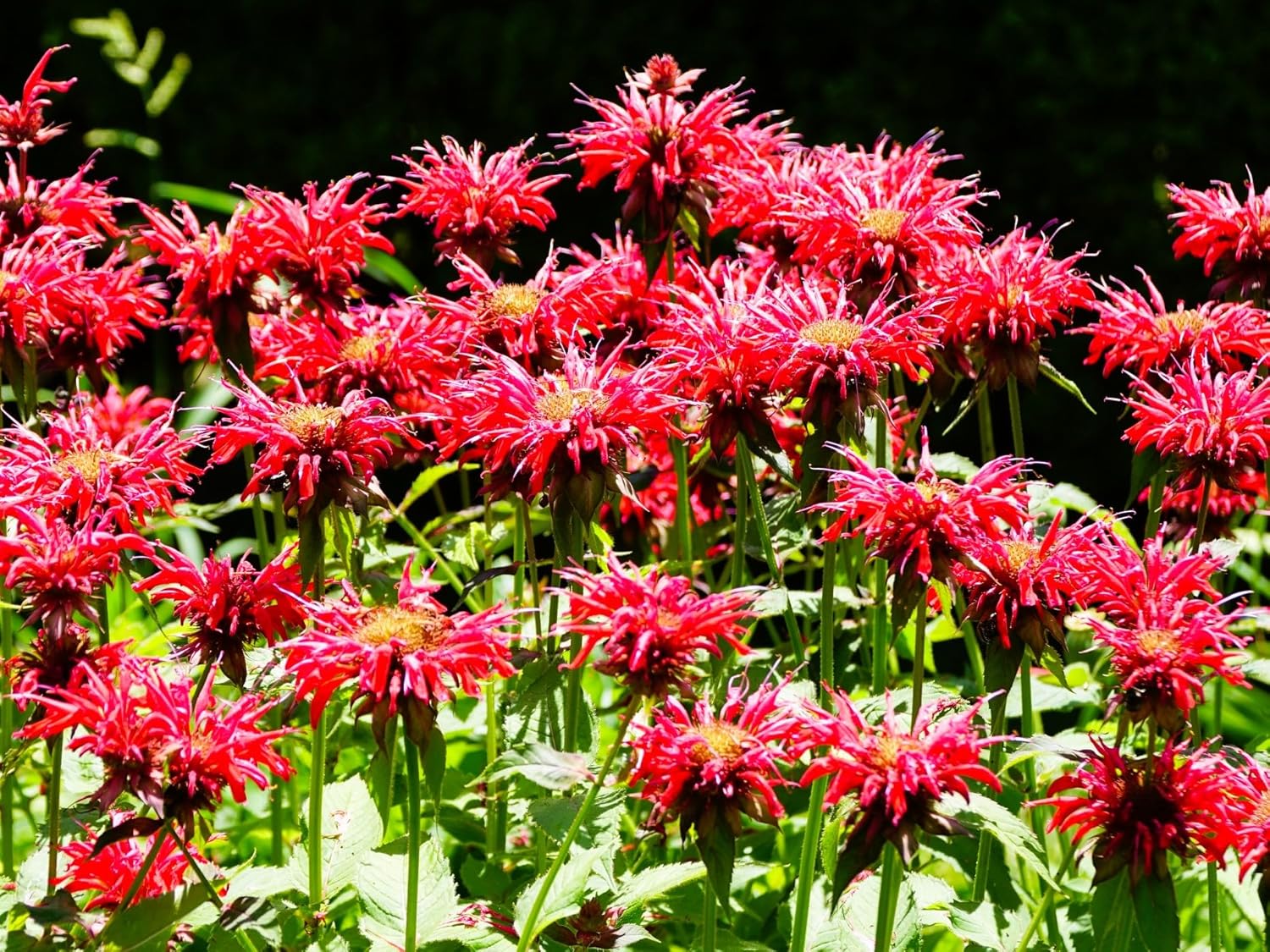 Live Perennial Plants - Bee Balm Jacob Cline for Your Garden