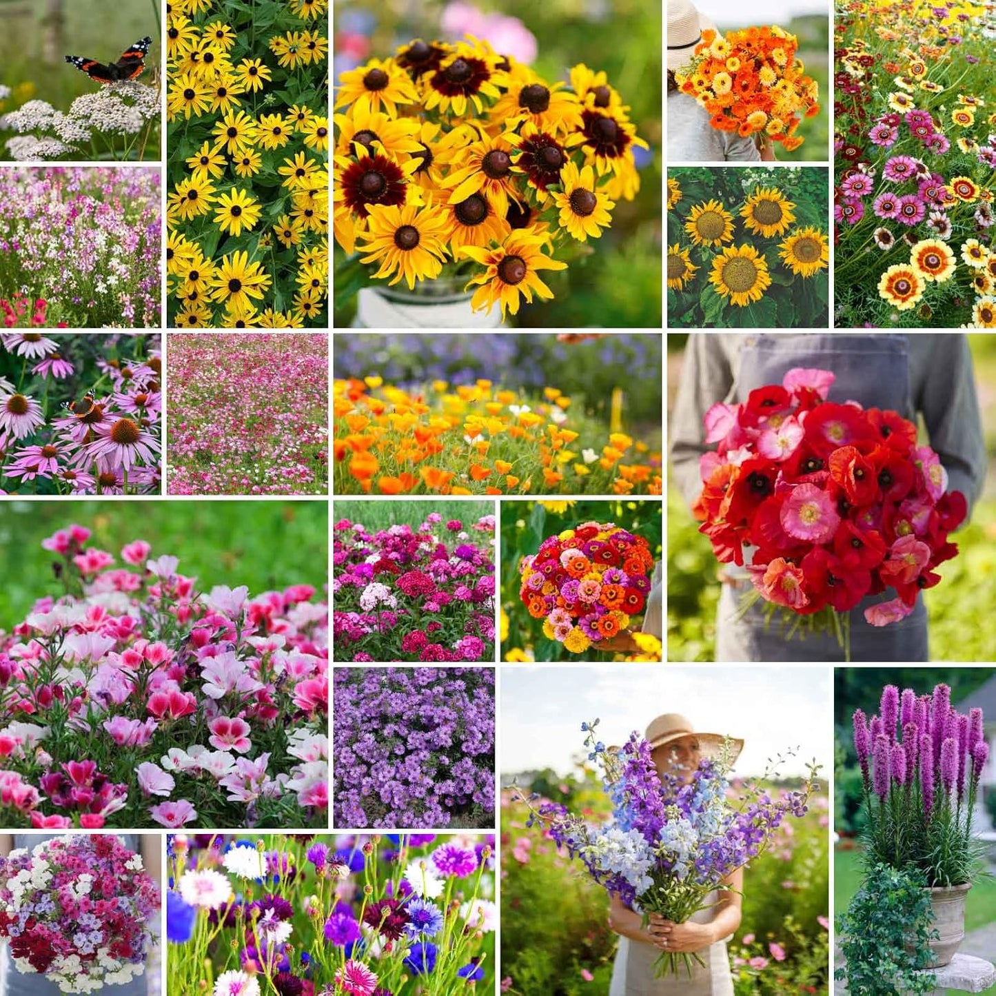 Eden Brothers Late Bloomer Wildflower Mixed Seeds for Planting
