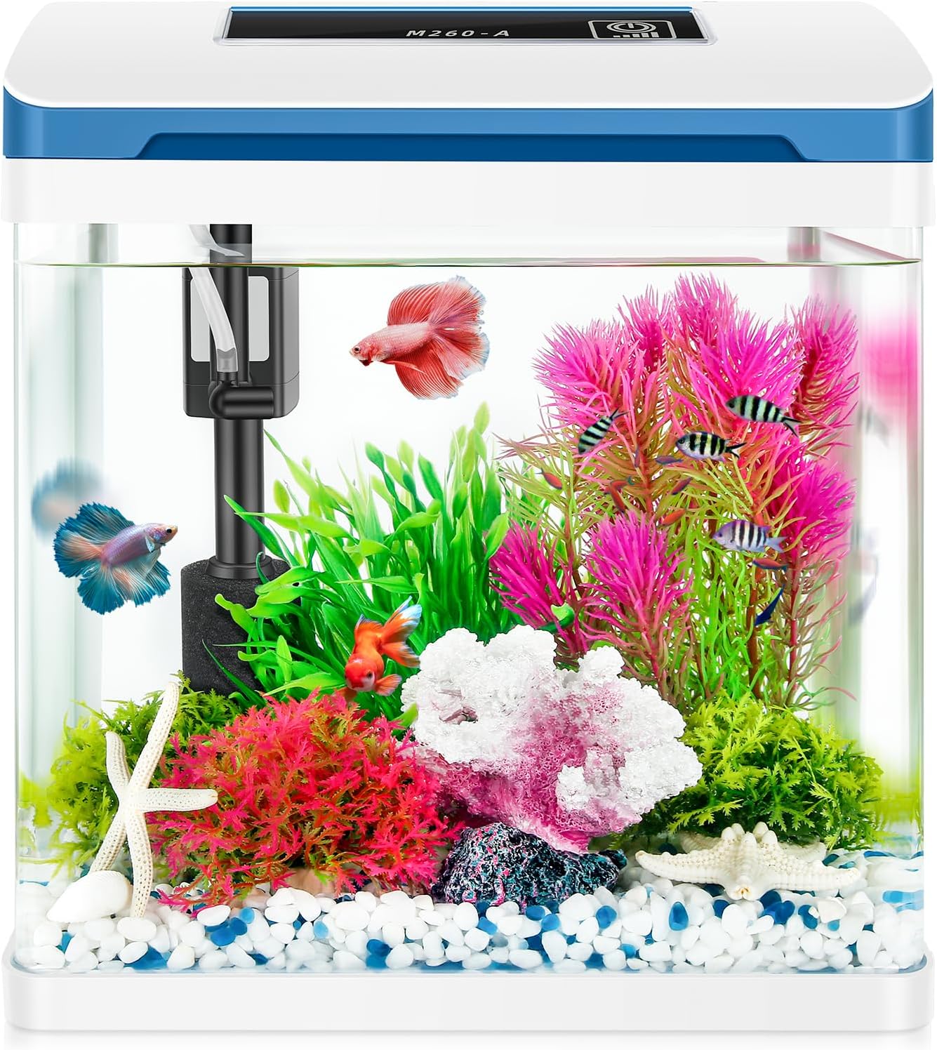 Small Fish Tank 2 Gallon Glass Aquarium Starter Kits for Betta