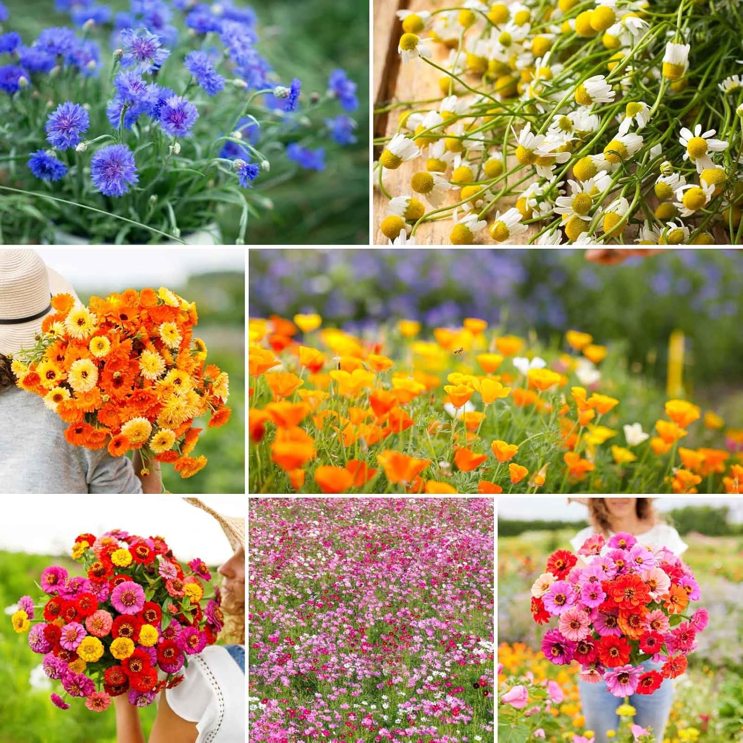 Eden Brothers Field Day Flower Mixed Seeds for Planting 1 lb