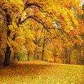 Autumn Backdrop Fall Backdrops for Photography 10x10ft - Realistic