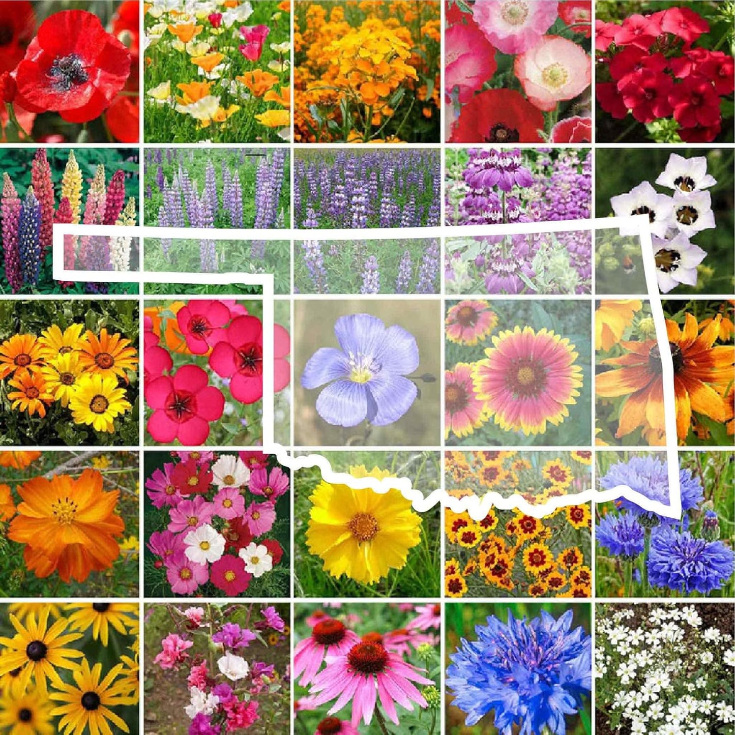 Oklahoma Wildflower Mixed Seeds for Planting - 1 lb Non-GMO