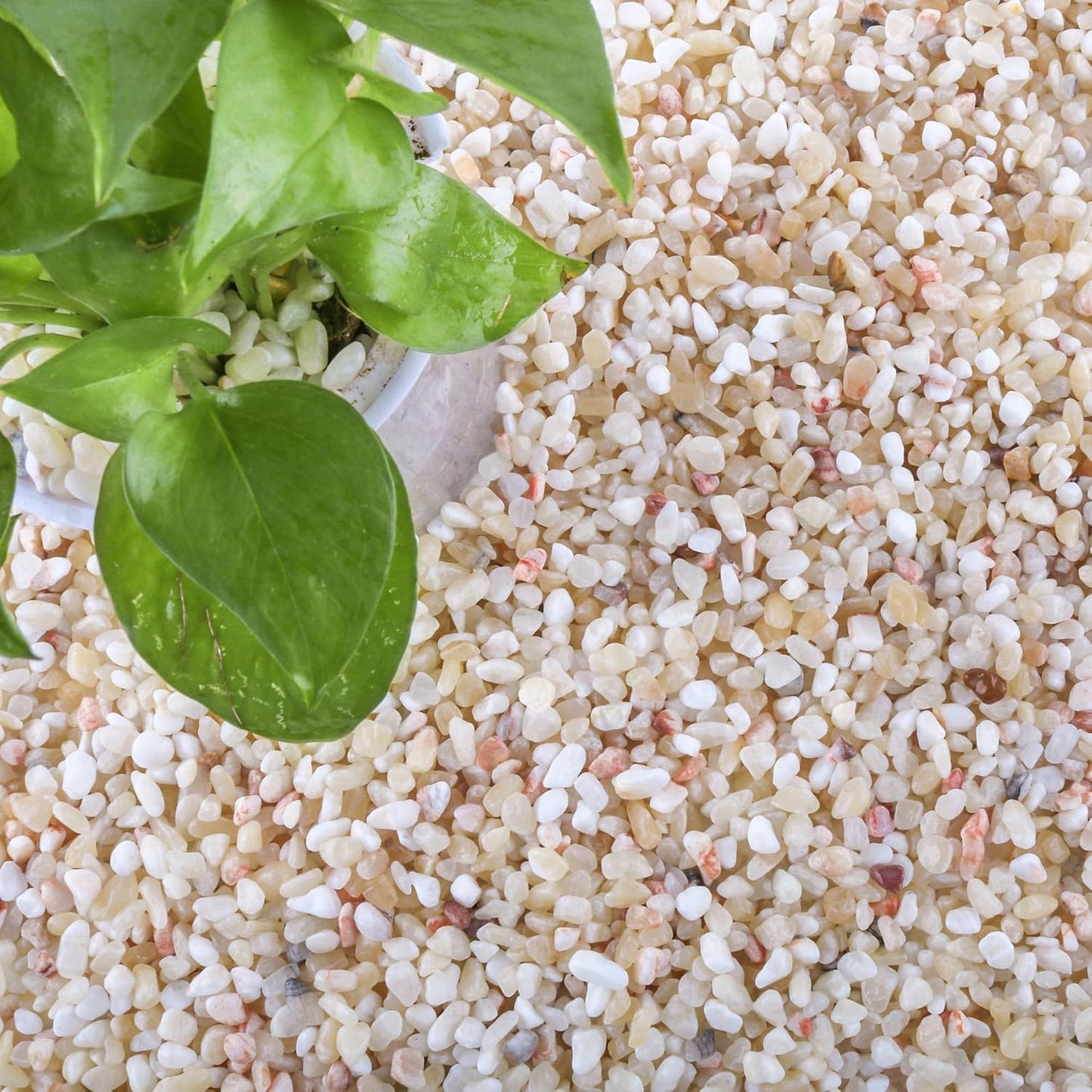 Natural Aquarium Gravel for Plants and Landscaping Decor