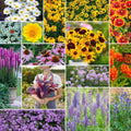 Northeast All Perennial Wildflower Mixed Seeds - Attracts Pollinators