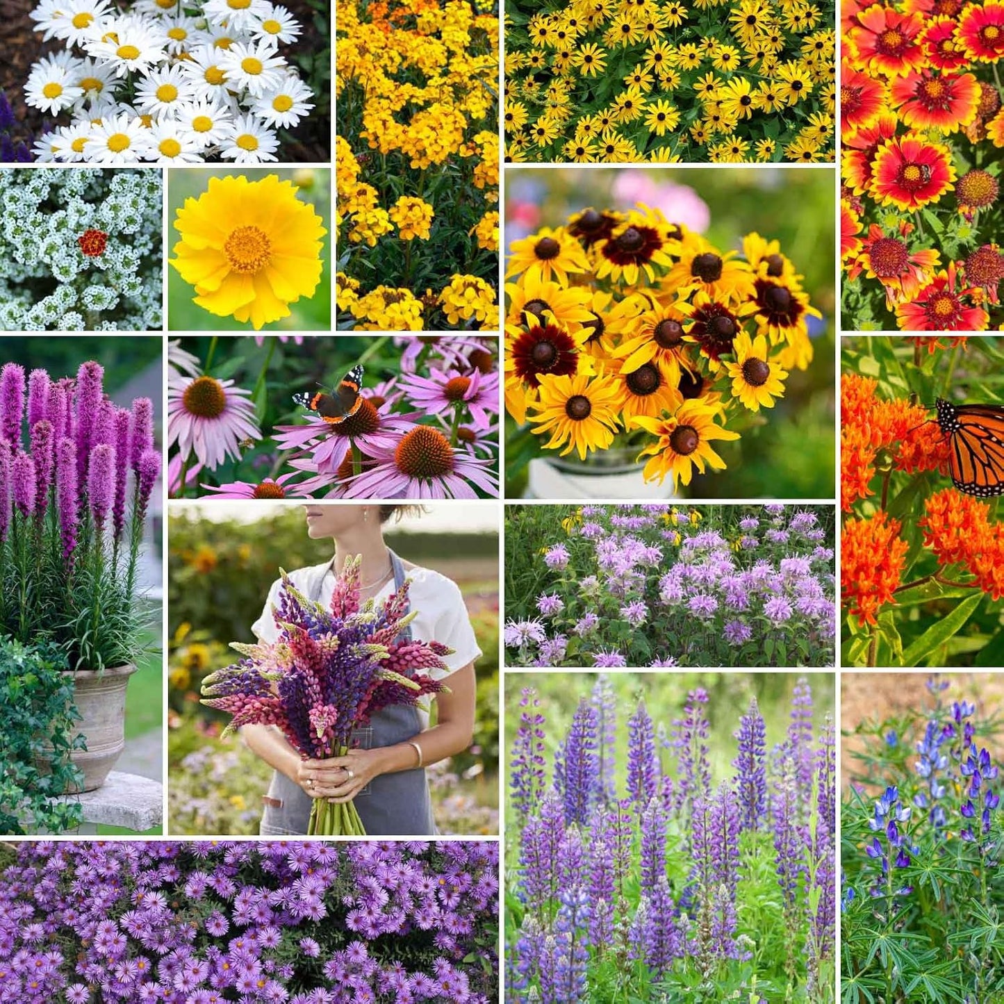 Northeast All Perennial Wildflower Mixed Seeds for Planting