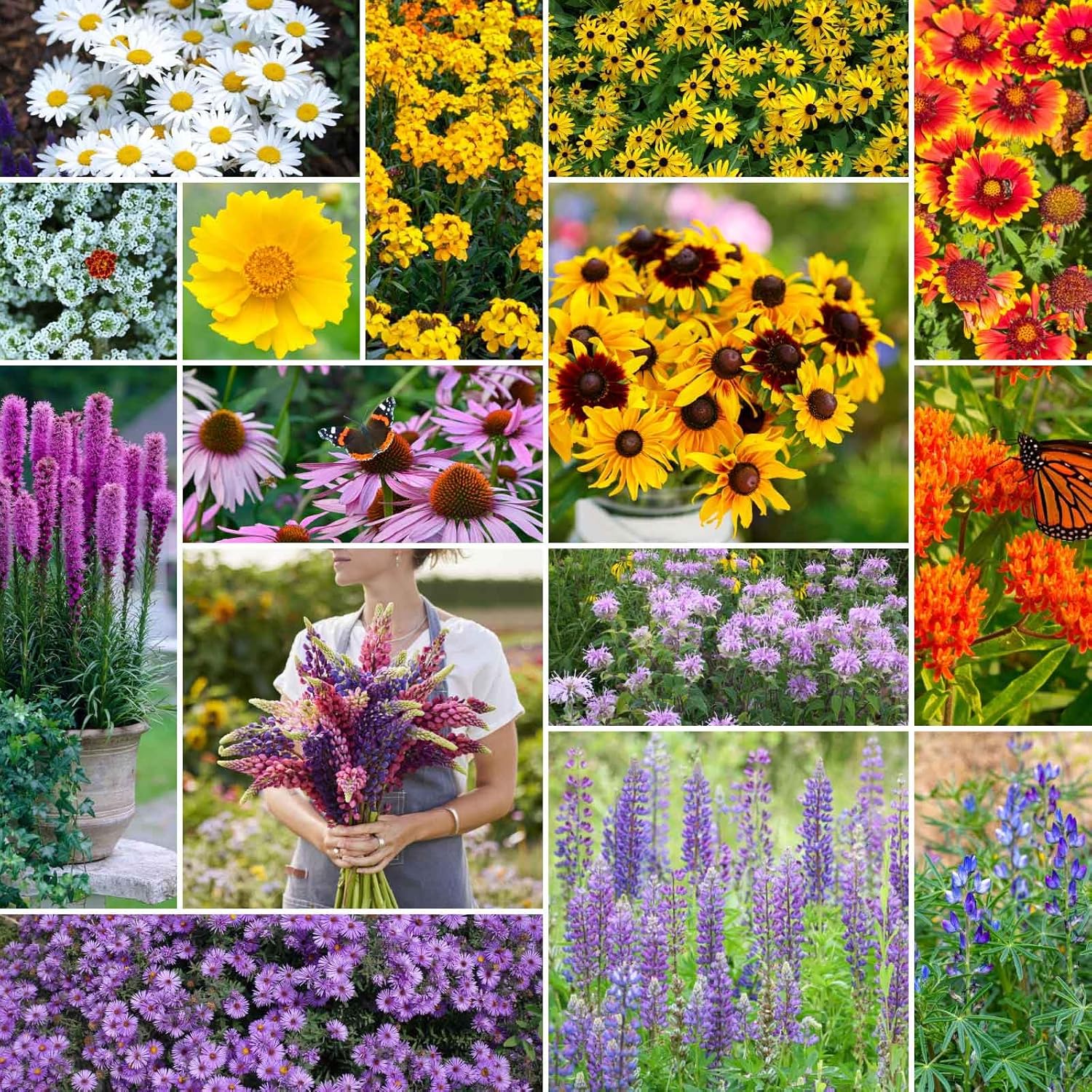 Northeast All Perennial Wildflower Mixed Seeds for Planting