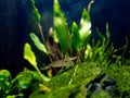 Amano Premium High Grade Shrimp 10 Pack - Hardy Translucent Variety