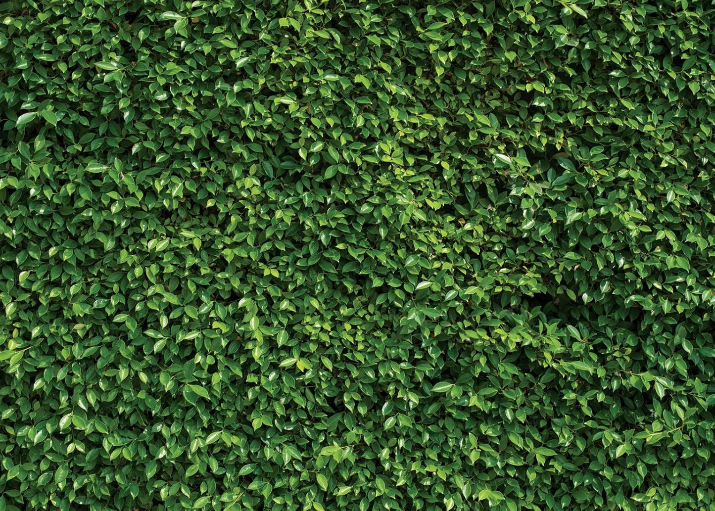 SJOLOON Green Leaves Backdrop for Stunning Photography Events