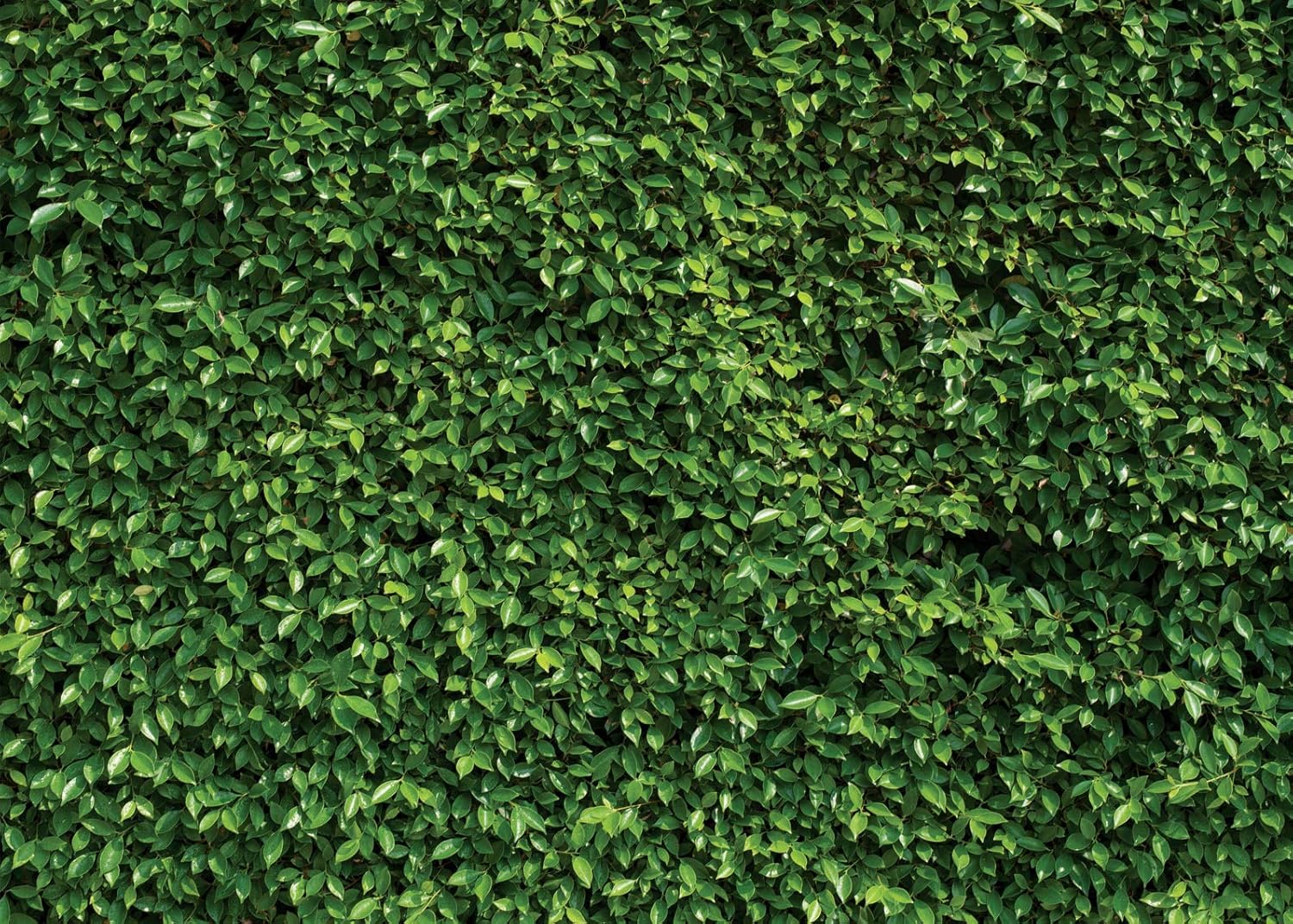 SJOLOON Green Leaves Backdrop for Stunning Photography Events