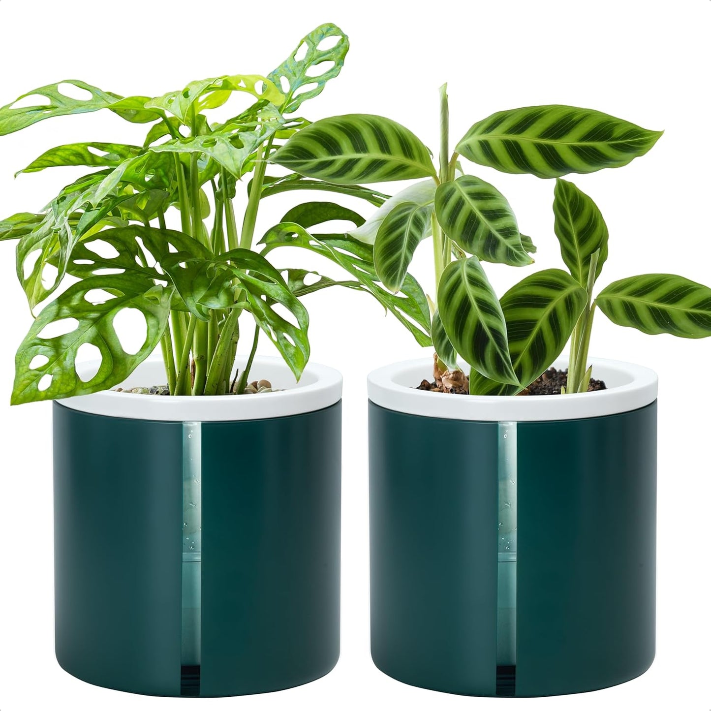 D'vine Dev 6 Inch Self Watering Planter Set for Indoor Plants