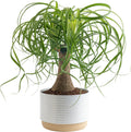 Ponytail Palm Bonsai Plant for Unique Indoor Home Decor