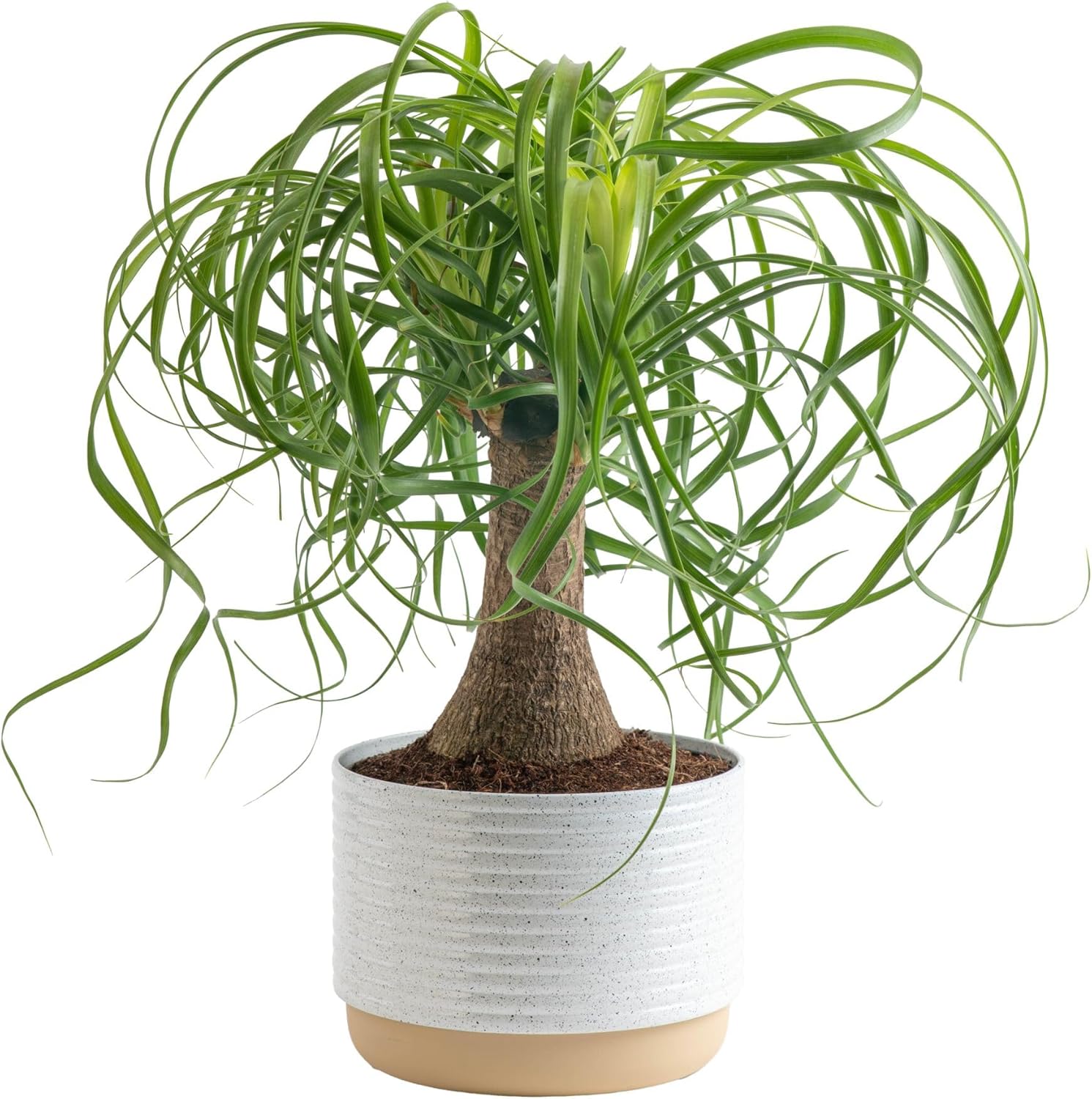 Ponytail Palm Bonsai Plant for Unique Indoor Home Decor