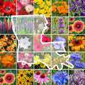 Eden Brothers Louisiana Wildflower Mixed Seeds for Planting